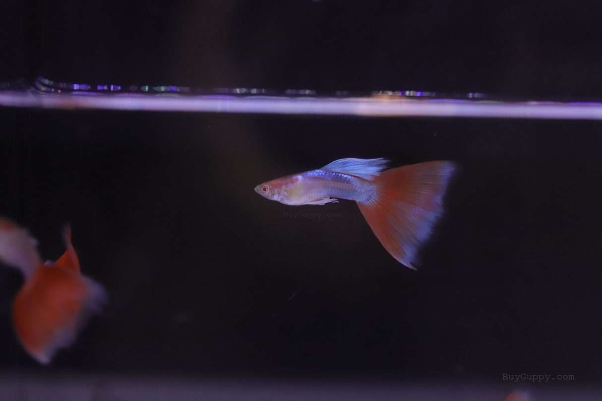 Red Topaz Guppy