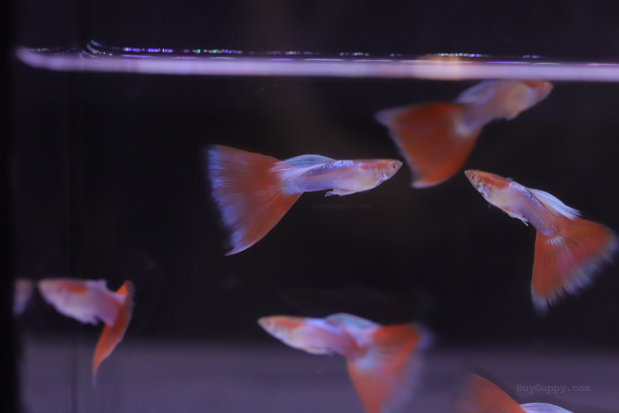 a group of Red Topaz Guppy