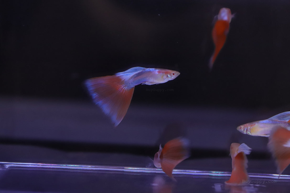 a single Red Topaz Guppy