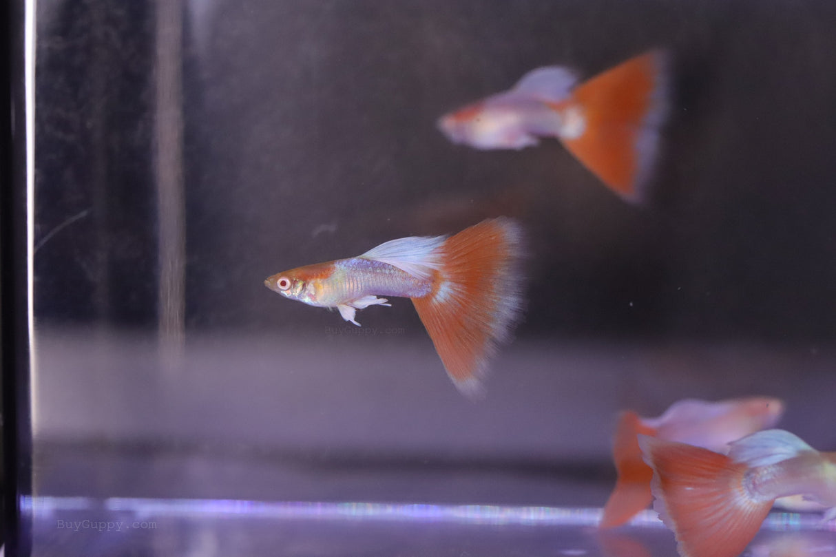 buy Red Topaz Guppy