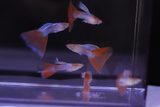 Red Topaz Guppy for Sale