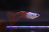 Silver Wild Red Guppy