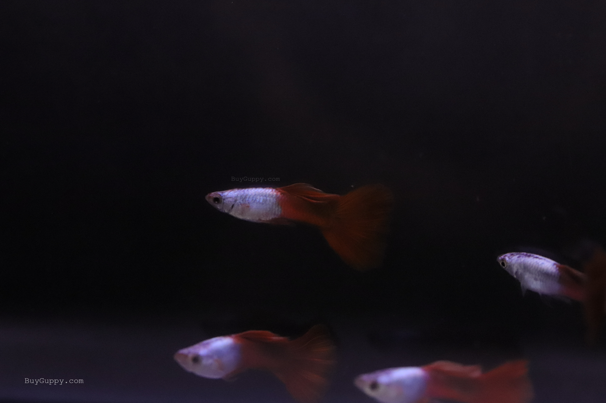 a group of Silver Wild Red Guppy