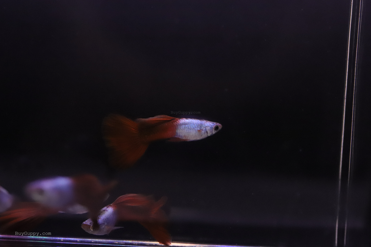 Silver Wild Red Guppy