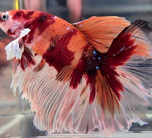 Nemo koi halfmoon Betta - Male