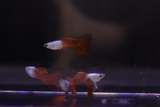 Silver Wild Red Guppy