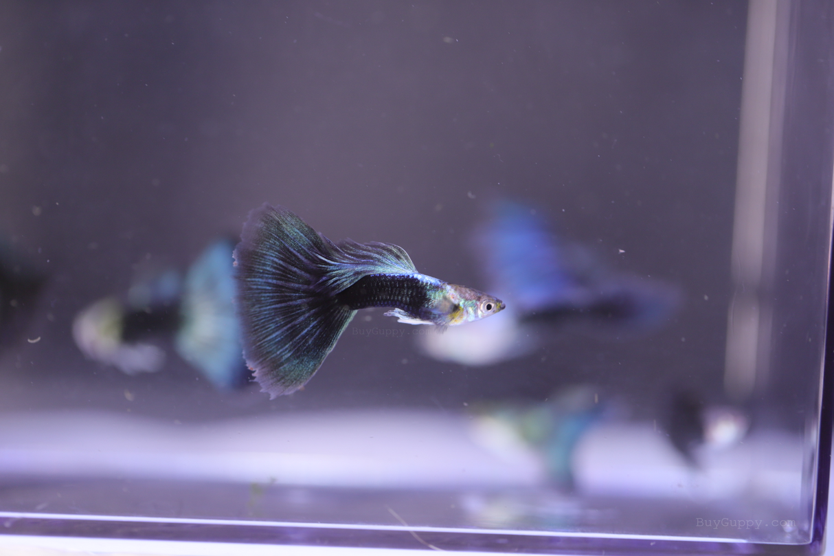 HB Blue Guppy buy