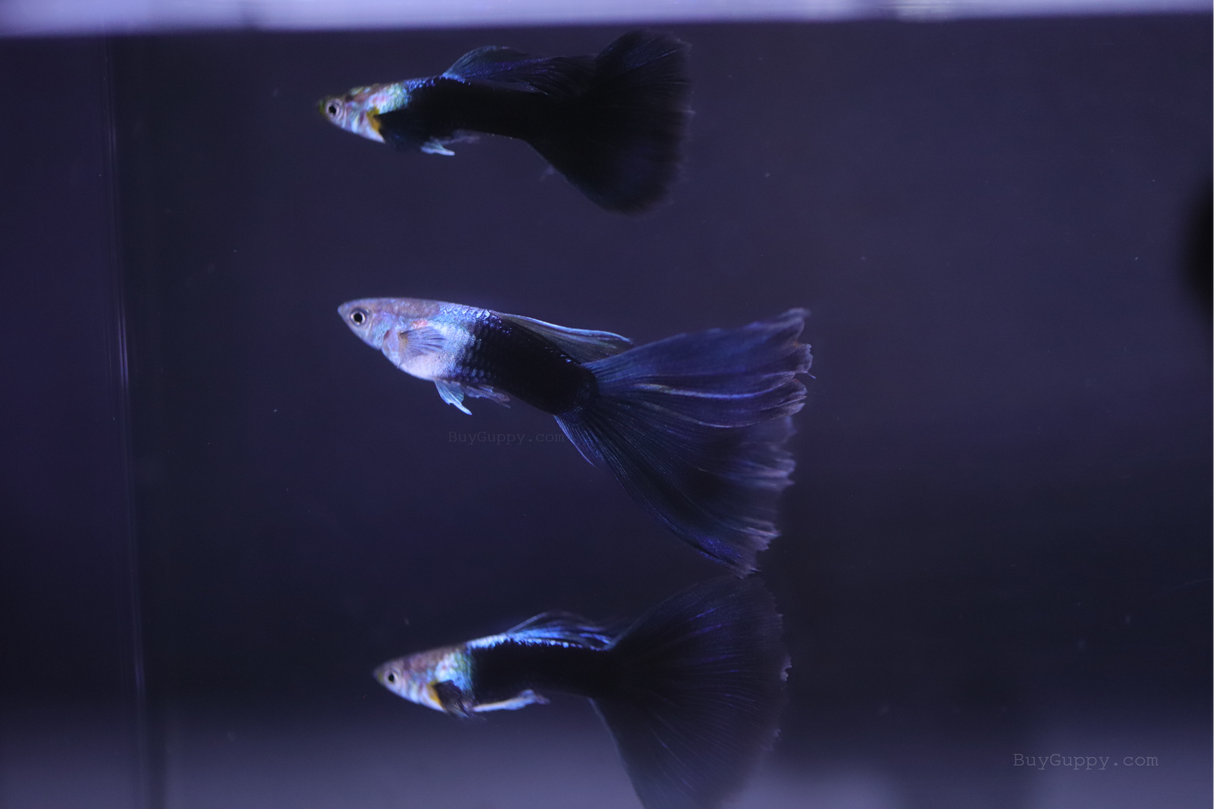 HB Blue Guppy for sale