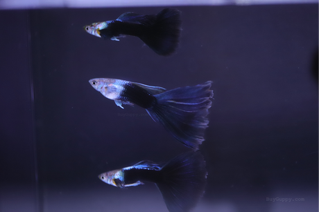 HB Blue Guppy for sale