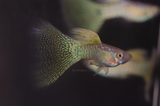 Yellow King Cobra Guppy for sale