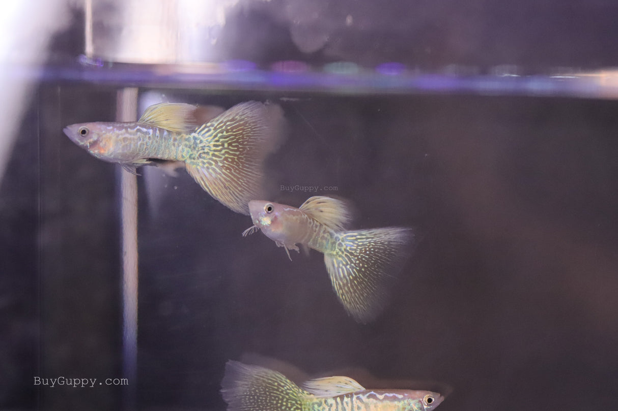 a few Yellow King Cobra Guppy