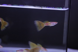 Albino Yellow Lace guppy male