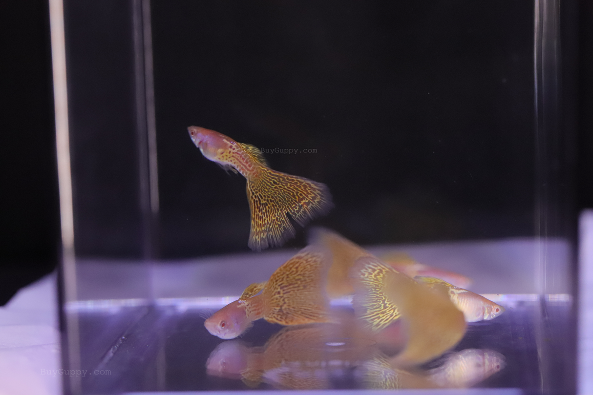 Albino Yellow Lace guppy 