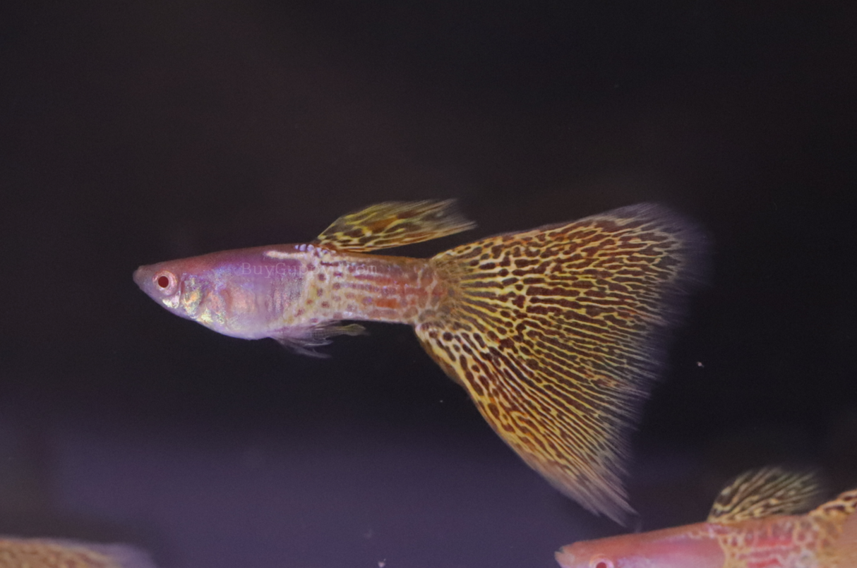 Albino Yellow Lace guppy