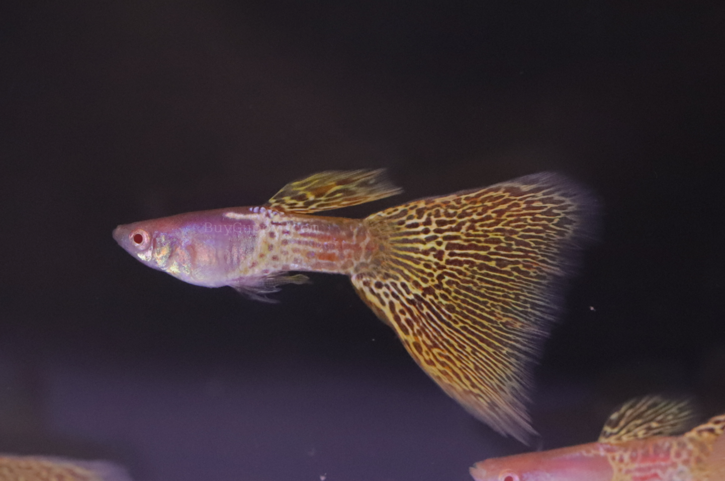 Albino Yellow Lace guppy – BuyGuppy.com