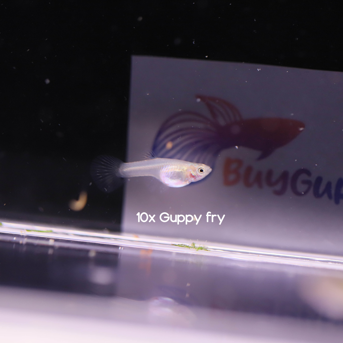 10 Fry - Pink grass guppy fry – BuyGuppy.com