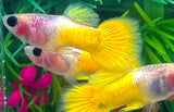 Gold Short GlassBelly Guppy