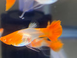 Koi red ear ribbon guppy