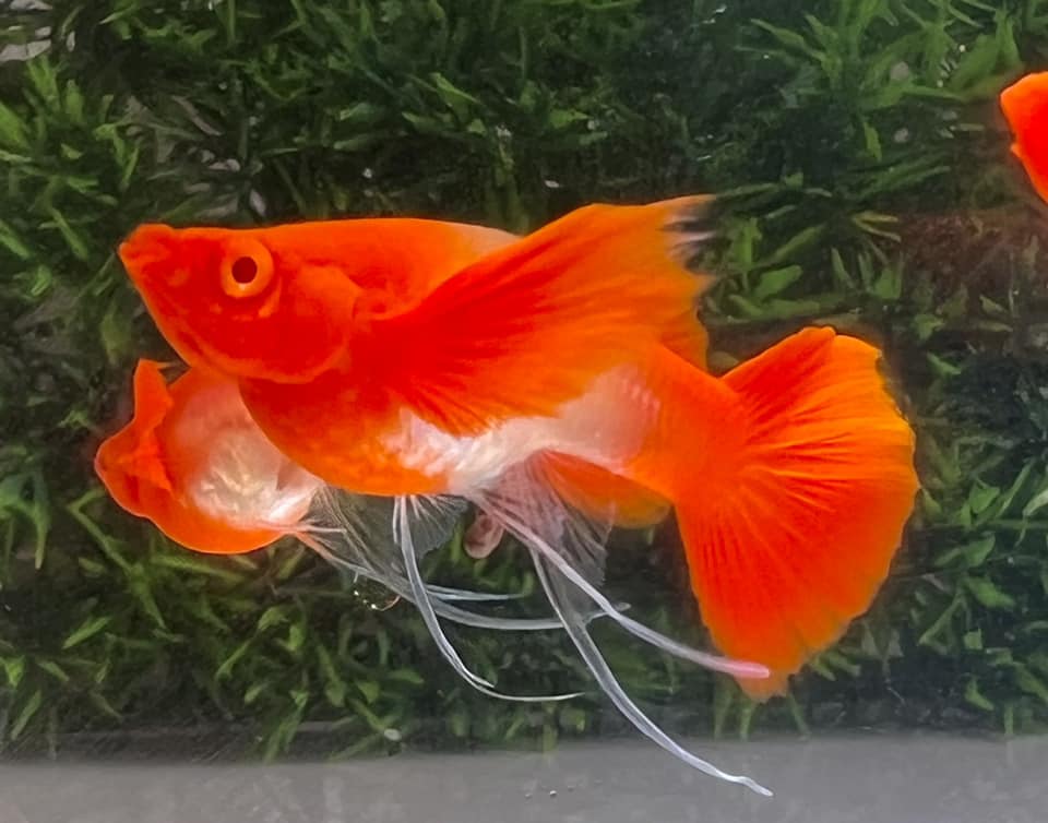 Rare Exotic Guppies – BuyGuppy.com