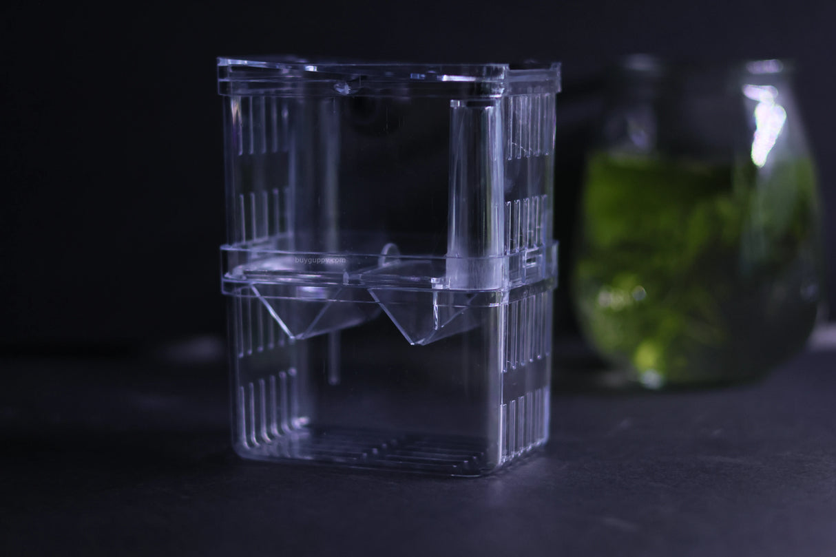 Guppy Breeder Box (Medium)