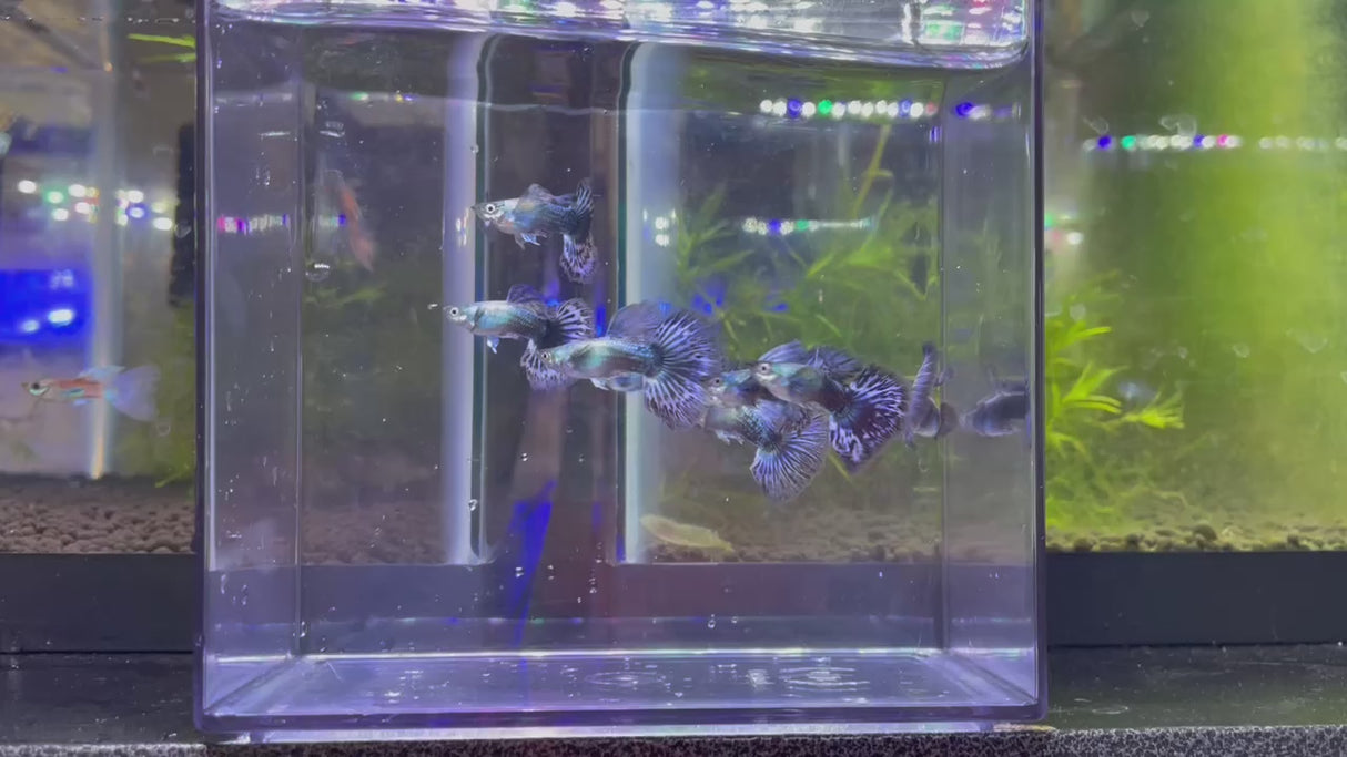 Purple Dragon Guppy