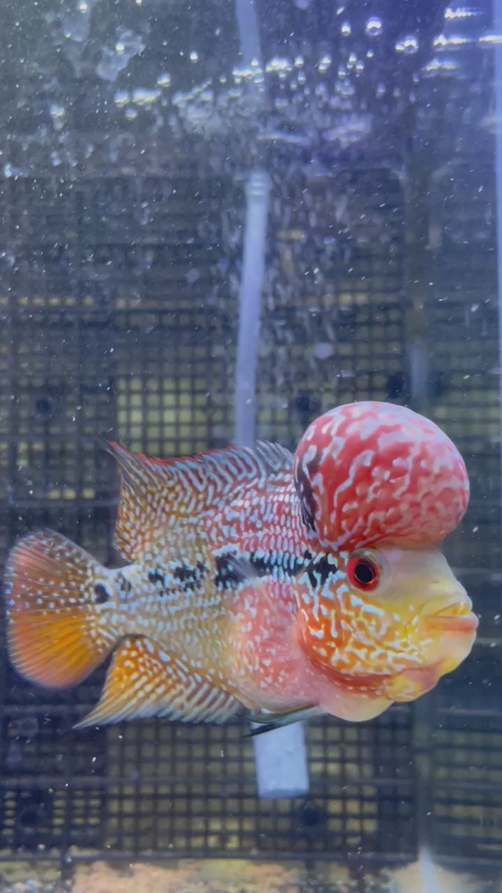 F3 Flowerhorn (G00902)