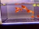 Koi red ear guppy swimming around