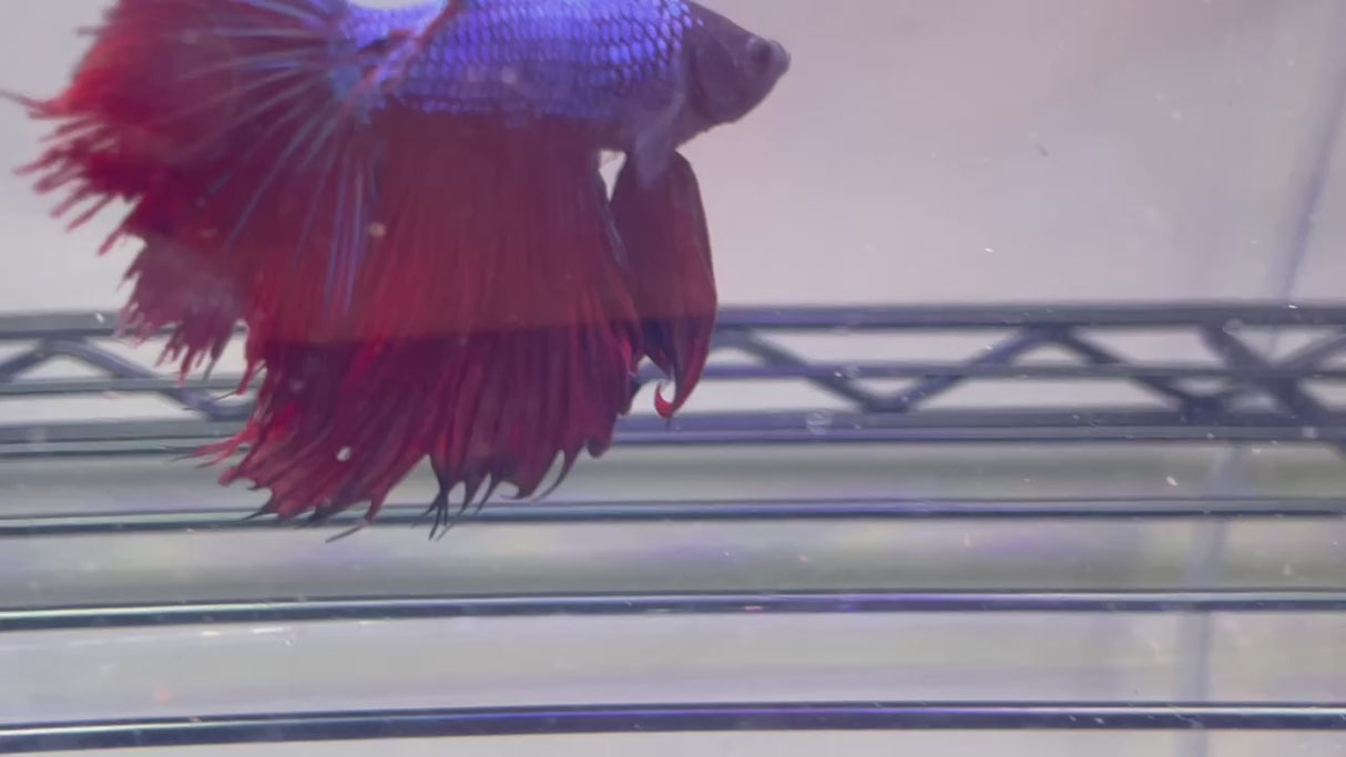 Betta Male (S-0502)