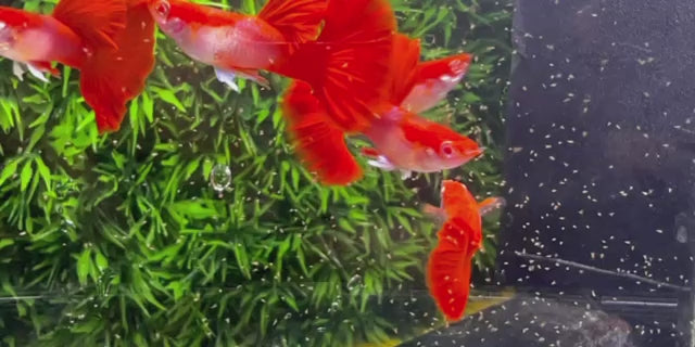 Albino Red Rose Guppy