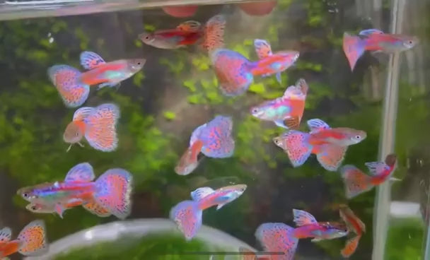 Pink Grass Guppy