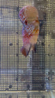 F3 Flowerhorn (G00905)