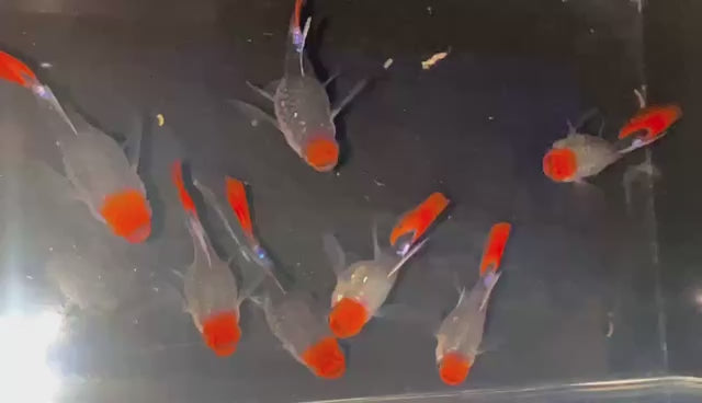 a group of Black koi sharkfin guppy