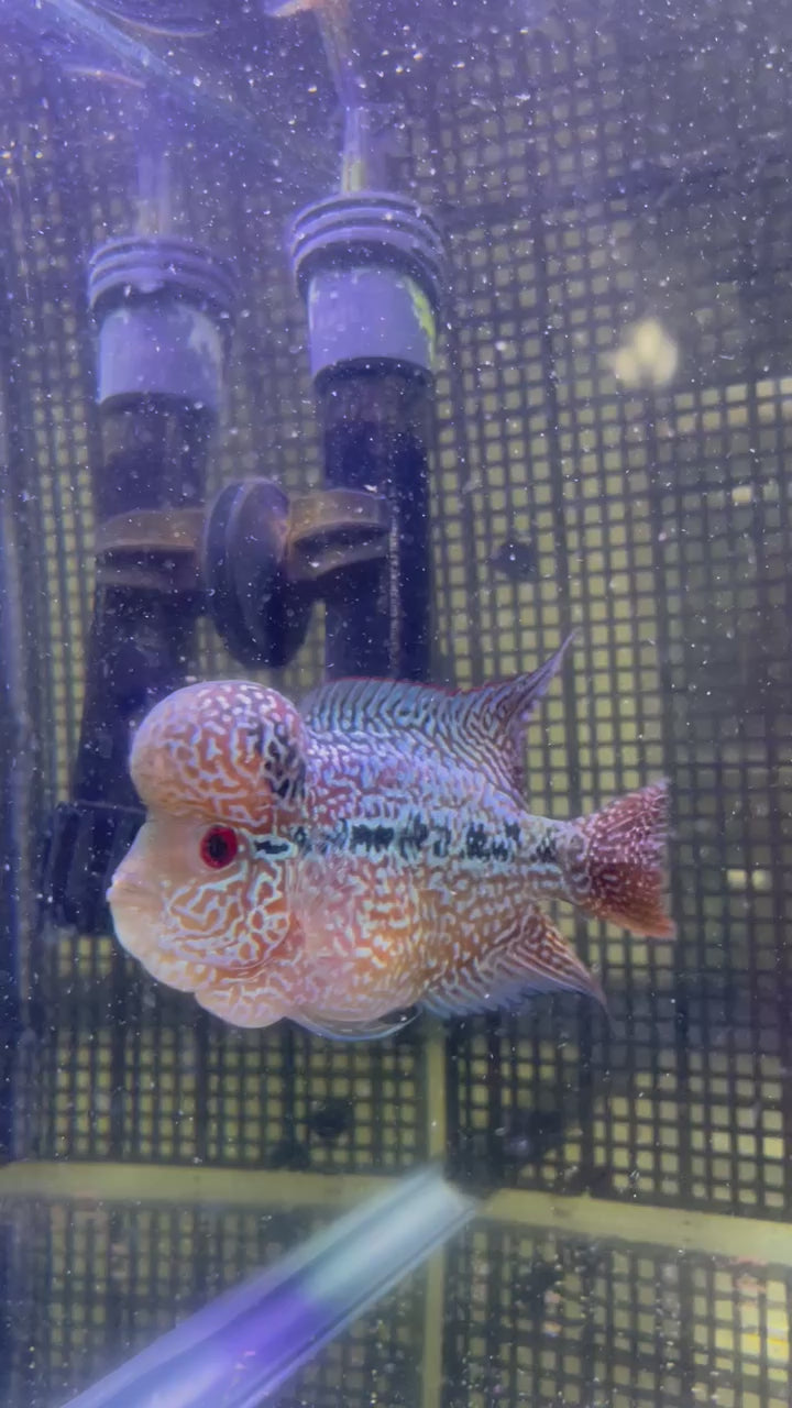 F3 Flowerhorn (G00904)