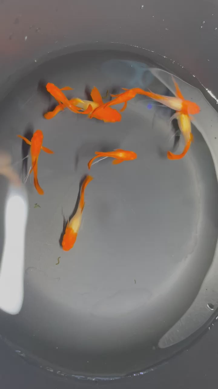 GUPPYさん専用 Buy Red Koi Tuxedo Guppy on Sale | at Abquatics – ABQUATICS