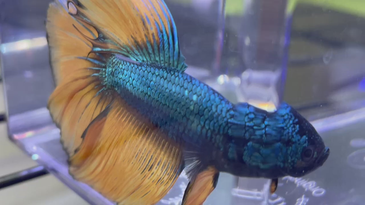 Betta Male (S-0501)