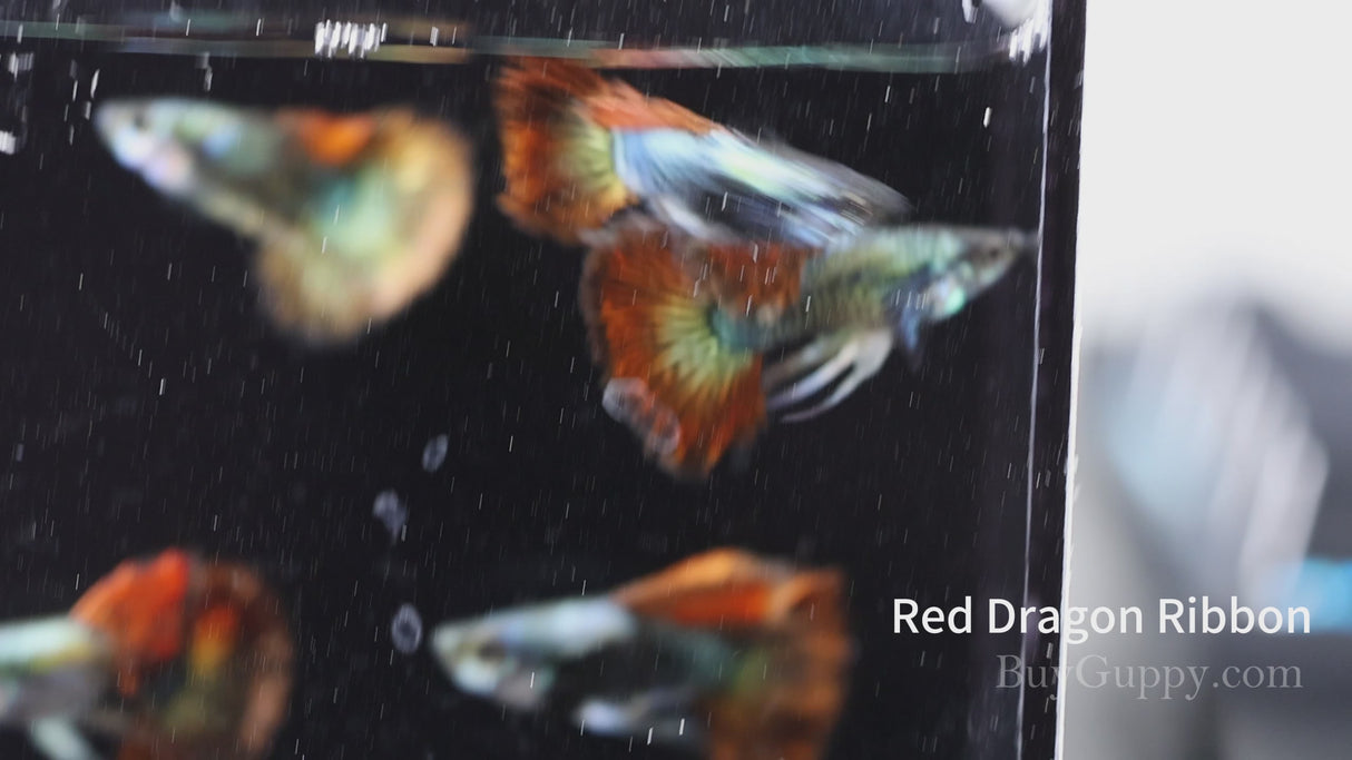Red Dragon Ribbon Guppy