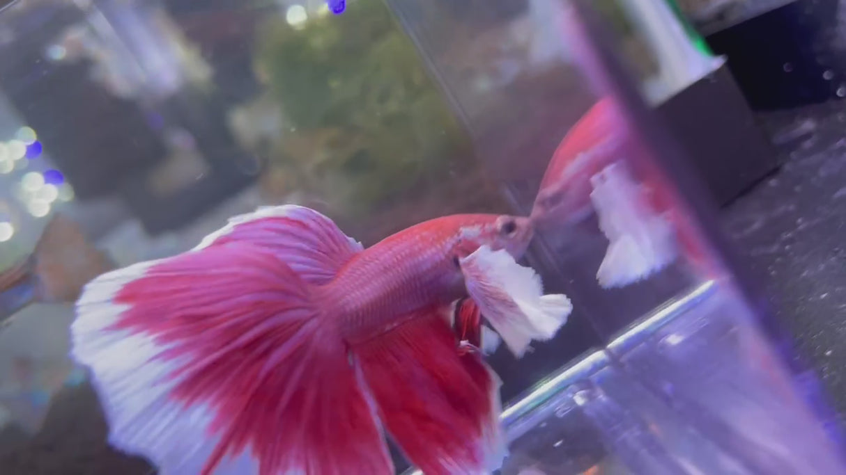 Dumbo Halfmoon Male Betta (1-71B5)