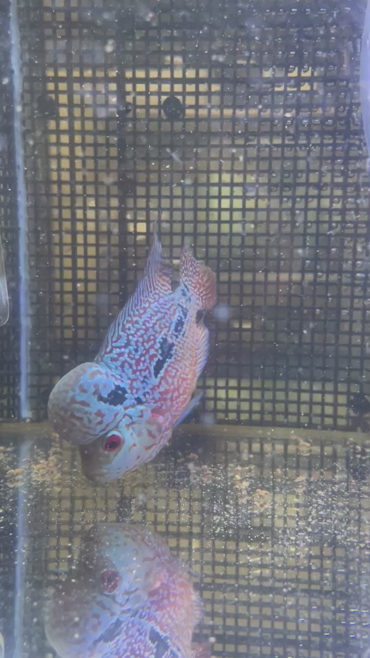 F3 Flowerhorn (G00901)