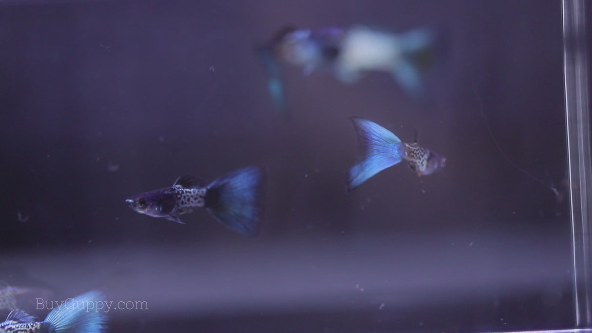 Metal Blue Guppy video