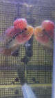 F3 Flowerhorn (G00908)