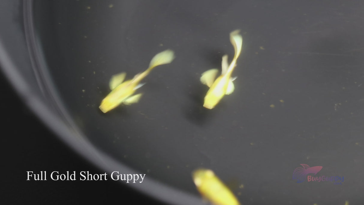 Full Gold Short Guppy