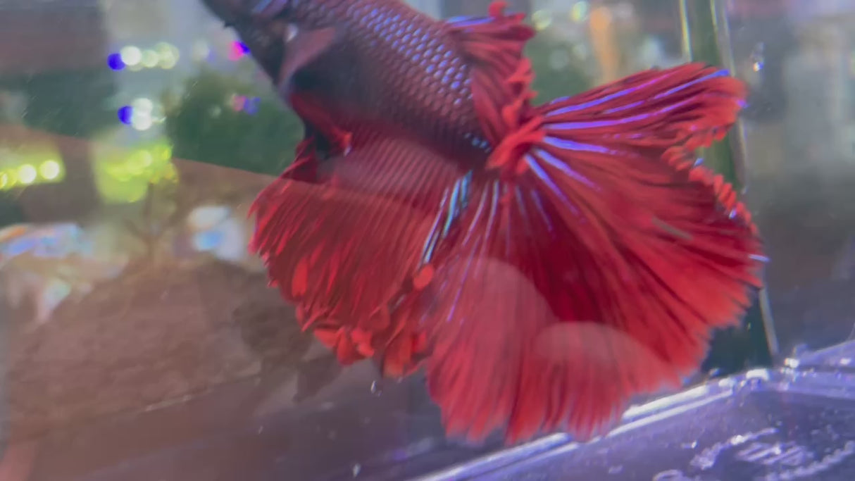 Red halfmoon betta male (1-JR2W)