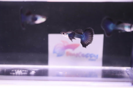 Dark night half moon Guppy