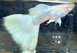 albino full white guppy